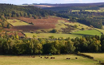 Peak district valley fields woods (2).jpg